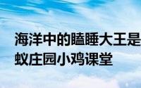 海洋中的瞌睡大王是什么海洋动物 4月2日蚂蚁庄园小鸡课堂