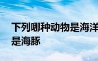 下列哪种动物是海洋中的瞌睡大王 是海象还是海豚