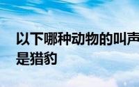 以下哪种动物的叫声和猫咪差不多 是小鸡还是猎豹